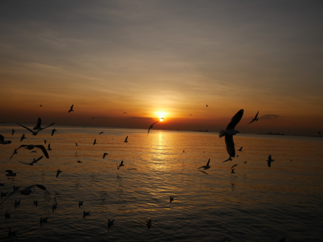 Seagulls flying over water in the sunset